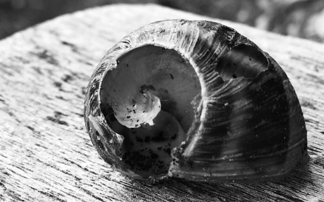 Nicola Braybrooke Smith Somatic Therapy what is somatic blog large shell