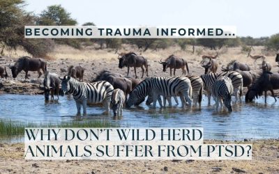 Why Don’t Wild Animals Get PTSD?