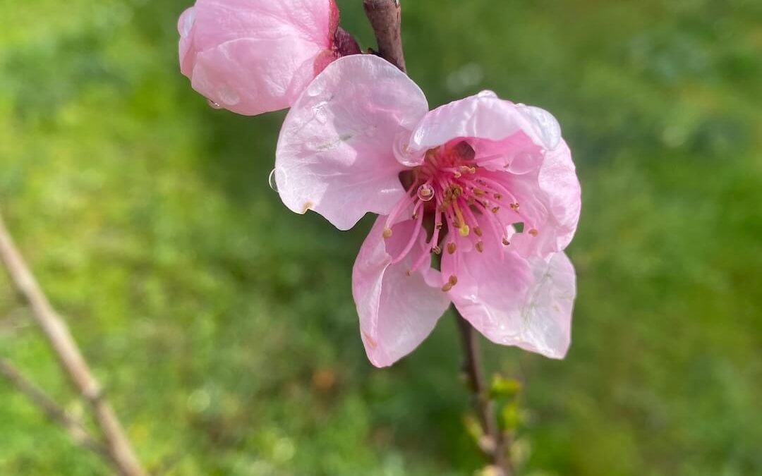 Menopause & the Mental Health Crisis of the Sandwich Generation